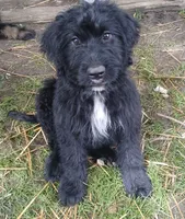 Maggie, a female Bernedoodle for sale in Peru, IN – 1 of 4