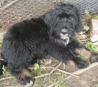 Marly, a male Bouvier des Flandres for sale in Peru, IN – 4 of 5
