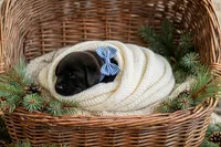 Odin, a male Labrador Retriever for sale in Peru, IN – 1 of 1
