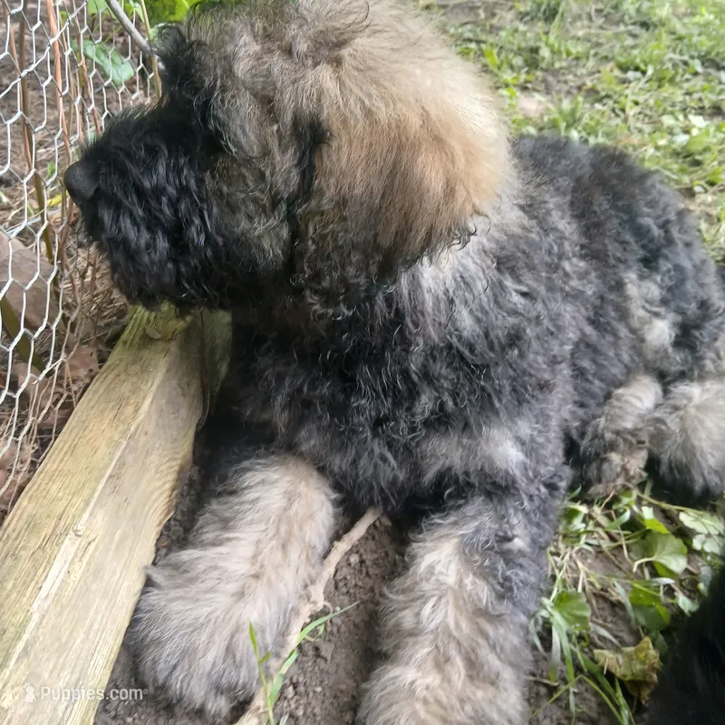Murphy – Bouvier des Flandres puppy for sale in Peru, IN