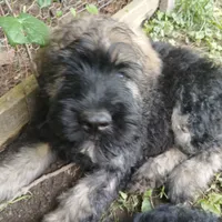 Murphy, a male Bouvier des Flandres for sale in Peru, IN – 7 of 8