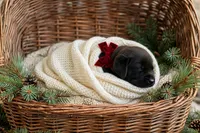 Gunnar, a male Labrador Retriever for sale in Peru, IN – 1 of 1