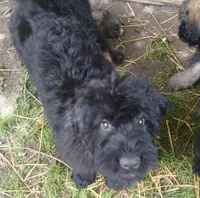 Moon, a female Bouvier des Flandres for sale in Peru, IN – 3 of 5