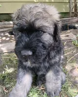 Murphy, a male Bouvier des Flandres for sale in Peru, IN – 6 of 8