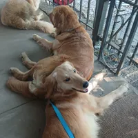 Maple, a female Golden Retriever and English Cream Golden Retriever for sale in Peru, IN – 9 of 10
