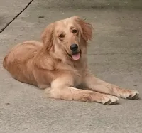 Maple, a female Golden Retriever and English Cream Golden Retriever for sale in Peru, IN – 10 of 10