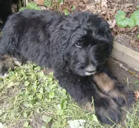 Marly, a male Bouvier des Flandres for sale in Peru, IN – 5 of 5