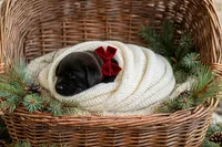 Bear, a male Labrador Retriever for sale in Peru, IN – 1 of 1