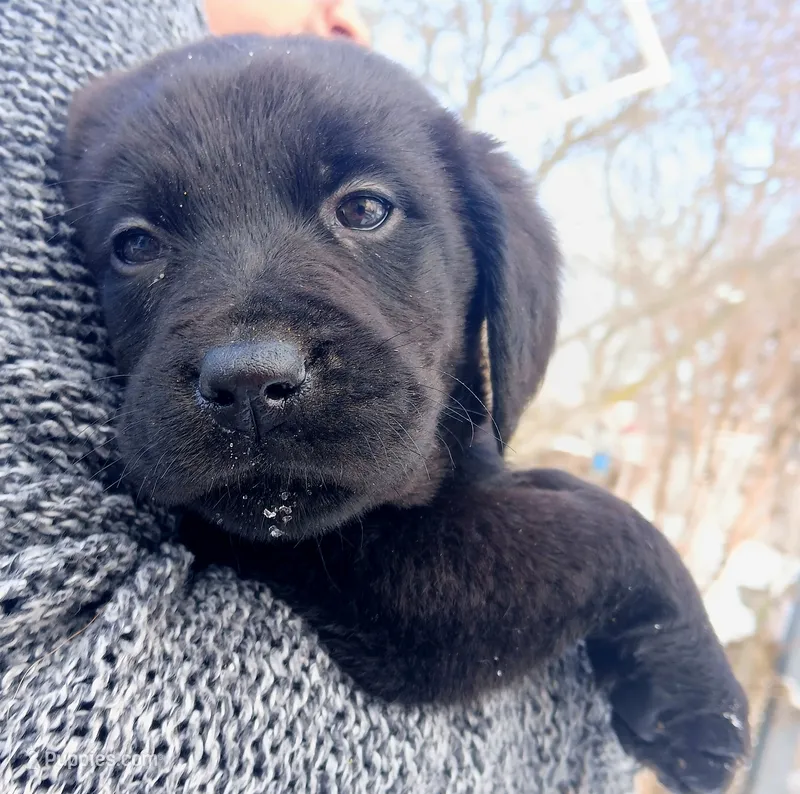 Luka  – Labrador Retriever puppy on hold in Peru, IN
