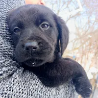 Luka , a male Labrador Retriever for sale in Peru, IN – 1 of 6