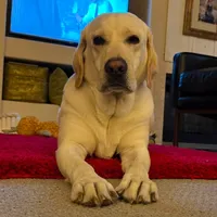 Luka , a male Labrador Retriever for sale in Peru, IN – 3 of 6