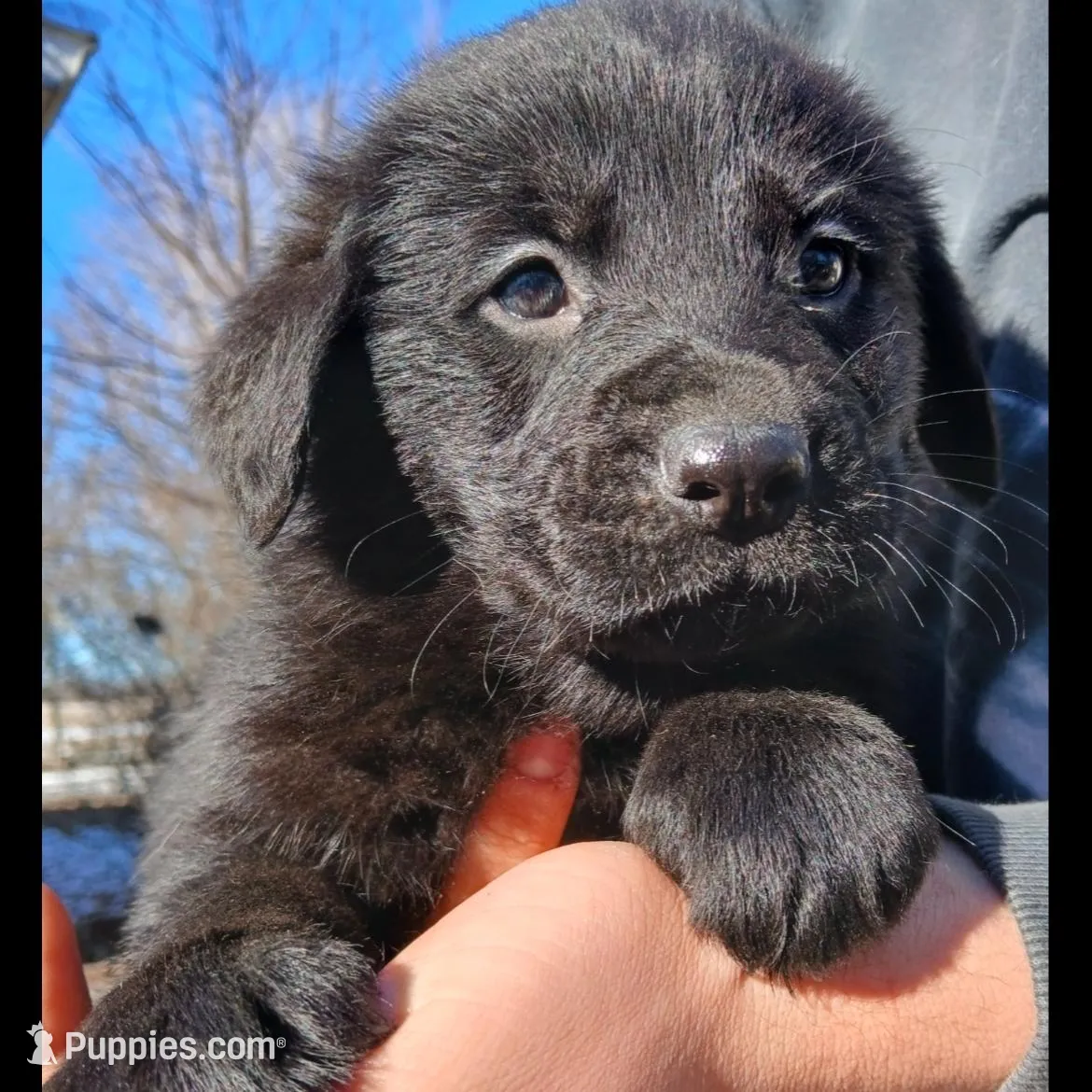 Luka , a male Labrador Retriever for sale in Peru, IN – 6 of 6