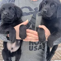 Luka , a male Labrador Retriever for sale in Peru, IN – 4 of 6