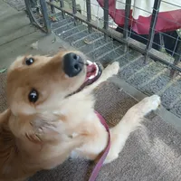 Maple, a female Golden Retriever and English Cream Golden Retriever for sale in Peru, IN – 4 of 10