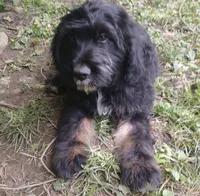 Marly, a male Bouvier des Flandres for sale in Peru, IN – 1 of 5