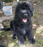Moon, a female Bouvier des Flandres for sale in Peru, IN – 2 of 5