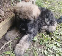 Murphy, a male Bouvier des Flandres for sale in Peru, IN – 5 of 8