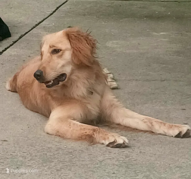 Maple – Golden Retriever, English Cream Golden Retriever puppy for sale in Peru, IN