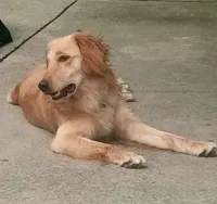 Maple, a female Golden Retriever and English Cream Golden Retriever for sale in Peru, IN – 1 of 10
