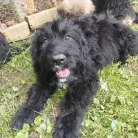 Moon, a female Bouvier des Flandres for sale in Peru, IN – 1 of 5
