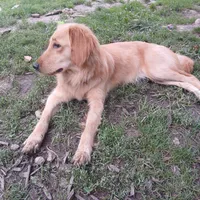 Maple, a female Golden Retriever and English Cream Golden Retriever for sale in Peru, IN – 5 of 10