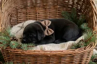Freya, a female Labrador Retriever for sale in Peru, IN – 1 of 1