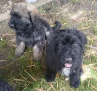 Maggie, a female Bernedoodle for sale in Peru, IN – 4 of 4
