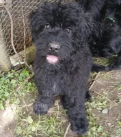 Moon, a female Bouvier des Flandres for sale in Peru, IN – 4 of 5