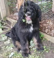Marly, a male Bouvier des Flandres for sale in Peru, IN – 3 of 5