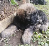 Murphy, a male Bouvier des Flandres for sale in Peru, IN – 2 of 8