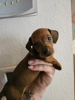 Shaded red male, a male Miniature Dachshund for sale in Iowa Falls, IA – 5 of 5