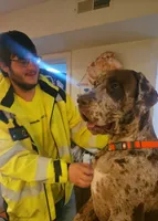 Chocolate merle, a male Great Dane for sale in Iowa Falls, IA – Photo 1 of 4