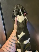 Tri color piebald , a female Miniature Dachshund for sale in Iowa Falls, IA – 2 of 4
