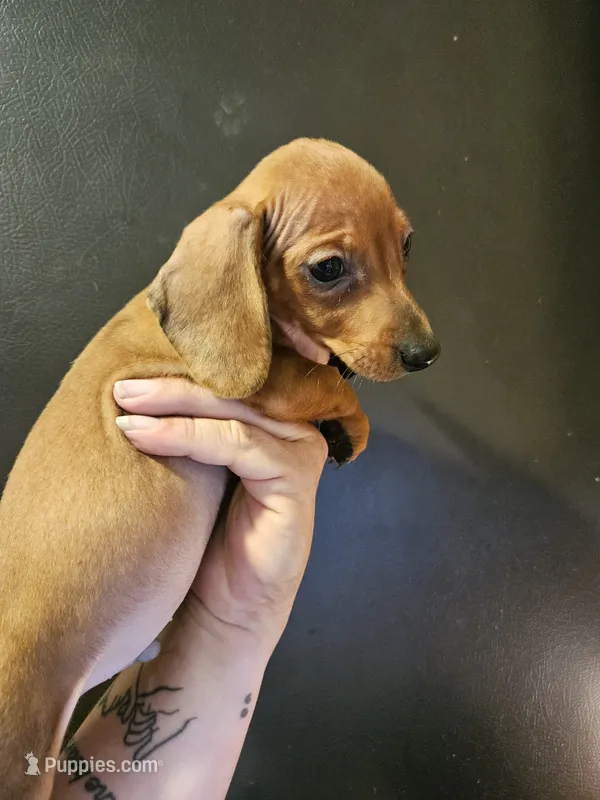 Shaded red male – Miniature Dachshund puppy for sale in Iowa Falls, IA