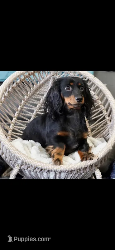 Patty – Miniature Dachshund puppy for sale in Iowa Falls, IA