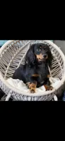 Patty, a female Miniature Dachshund for sale in Iowa Falls, IA – 1 of 1
