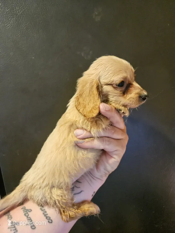 Cream girl – Miniature Dachshund puppy for sale in Iowa Falls, IA