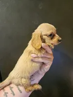 Cream girl, a female Miniature Dachshund for sale in Iowa Falls, IA – 1 of 3