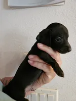Black brindle point male, a male Miniature Dachshund for sale in Iowa Falls, IA – 4 of 5