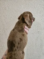 Chocolate dapple, a male Miniature Dachshund for sale in Iowa Falls, IA – 4 of 5