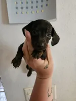 Black brindle point male, a male Miniature Dachshund for sale in Iowa Falls, IA – 5 of 5