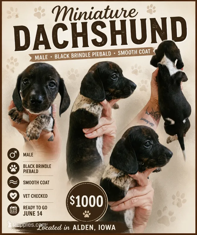 Brindle pie – Miniature Dachshund puppy for sale in Iowa Falls, IA