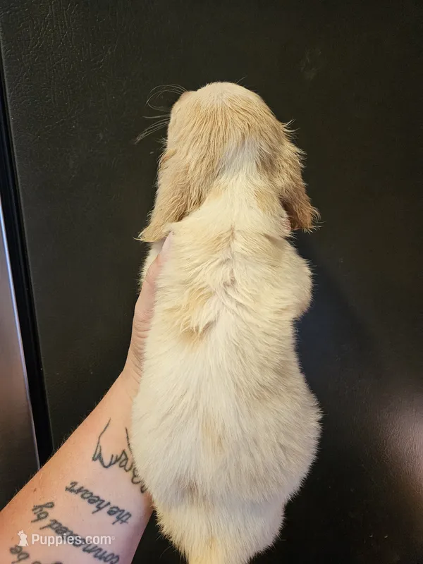 Cream piebald  – Miniature Dachshund puppy for sale in Iowa Falls, IA
