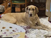 Lilac brindle, a female Great Dane for sale in Iowa Falls, IA – Photo 4 of 5