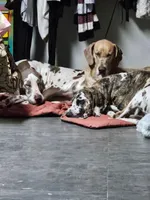 Lilac brindle, a female Great Dane for sale in Iowa Falls, IA – Photo 3 of 5