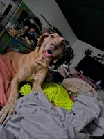 Lilac brindle, a female Great Dane for sale in Iowa Falls, IA – Photo 1 of 5