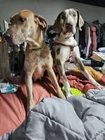 Lilac brindle, a female Great Dane for sale in Iowa Falls, IA – Photo 2 of 5