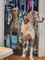 Lilac brindle, a female Great Dane for sale in Iowa Falls, IA – Photo 5 of 5