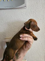 Shaded red male, a male Miniature Dachshund for sale in Iowa Falls, IA – 4 of 5