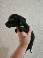 Black brindle, a female Miniature Dachshund for sale in Iowa Falls, IA – 3 of 5